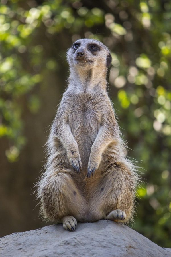 A meerkat contemplates the meaning of his existence. Photographer: Shirene Shomloo 15