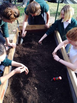 Gillen's Environmental Science students prepare the soil before planting begins. These students helped with the garden design process.