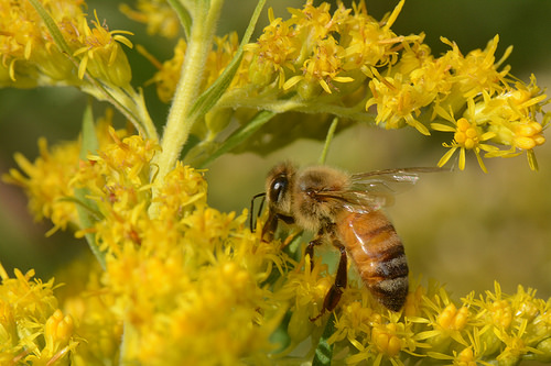 A bee pollinates a flower. With the bee population in decline, it is important that humans make an effort to save the important species.  Image source: U.S. Department of Agriculture