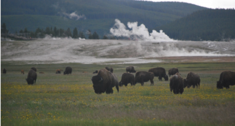 A herd of American Bison at Yellowstone Stone National Park. For thousands of years before Yellowstone became a national park, Native Americans used the region to hunt, fish, gather plants, and quarry obsidian. 