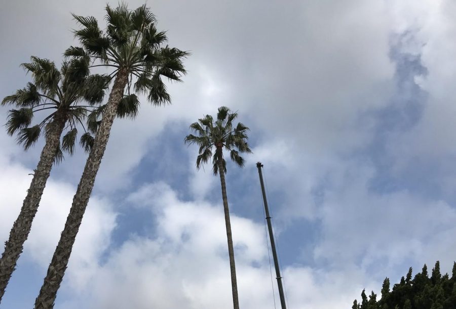 Due to construction, cranes, bulldozers and forklifts have become a common sight on Archers campus, as pictured here among the palm trees. Archer is currently building a new academic center, while Brentwood School has begun the first stage of construction on their West Campus. 