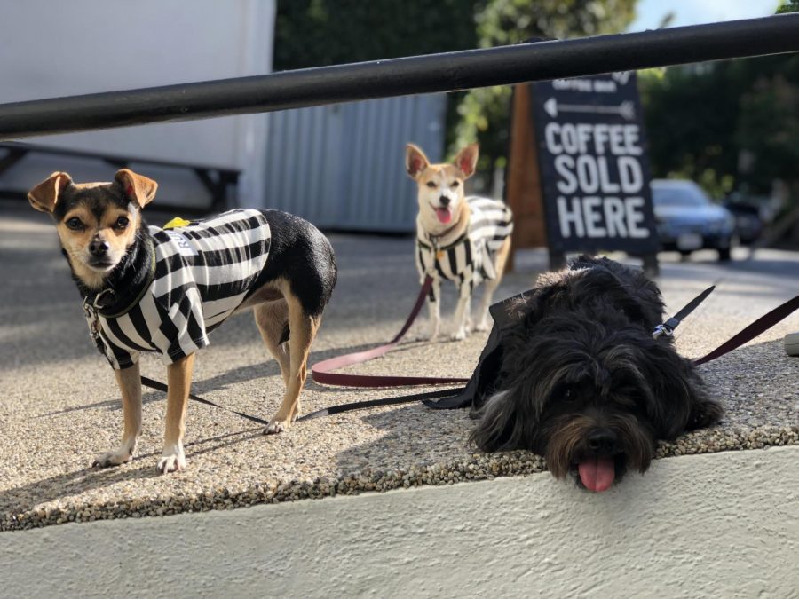 Chelsea FC, Twiggy, and Mr. Hubble pose in front of Smith and Tait Coffee Shop. This year for Halloween, owner Kim Smith dressed them as rufferees. 