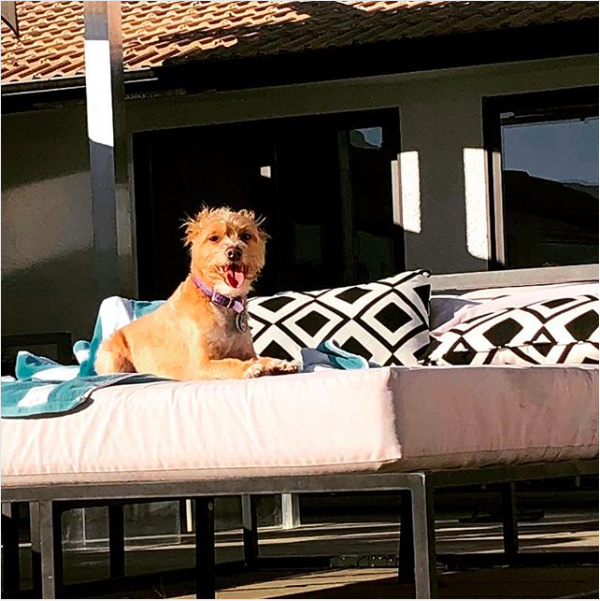 Finn lounges on a piece of patio furniture. Finn is well known for his Instagram @finnweho, run by his Dad, Mr. Luzniak. 