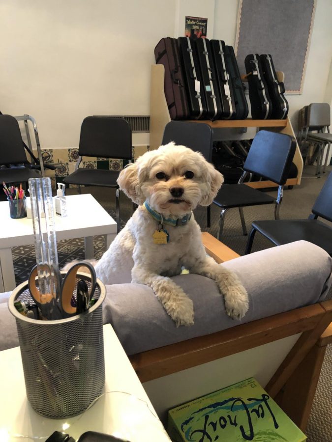 Willie, assistant to orchestra director Susan Smith, sits eagerly in his classroom. Willie delights all of the members of orchestra as he is serenaded by their music each day. 