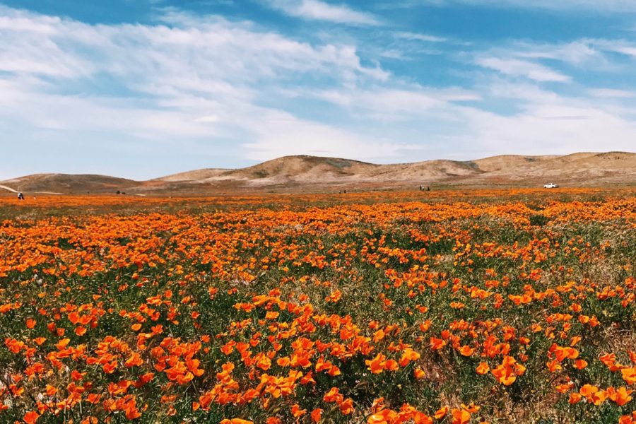 Orange poppies scatter a field in the recent super bloom. This phenomenon is located in Lancaster, California which is a one hour drive from Los Angeles. 