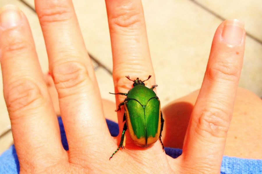 A Figeater beetle lands on a hand in eighth grader Remi Cannon’s backyard. This Figeater was found in her backyard. While many people find them scary, the Figeater beetles pose no harm to humans. Photo illustration by Nicole Cannon.