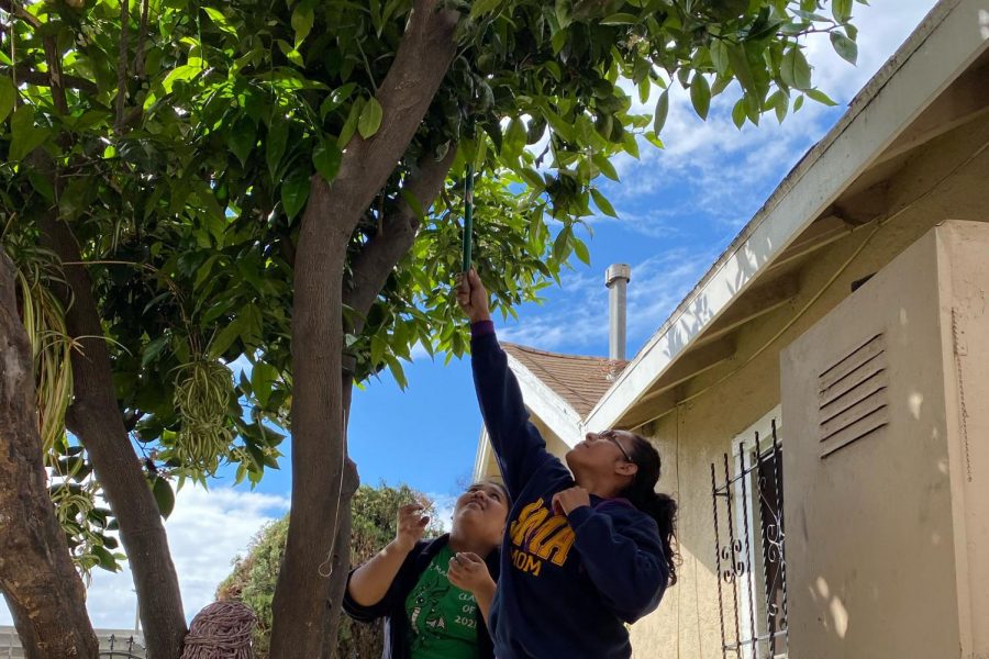 My mom and sister cutting oranges off our tree. A lot of fresh orange juice came our way after this. 