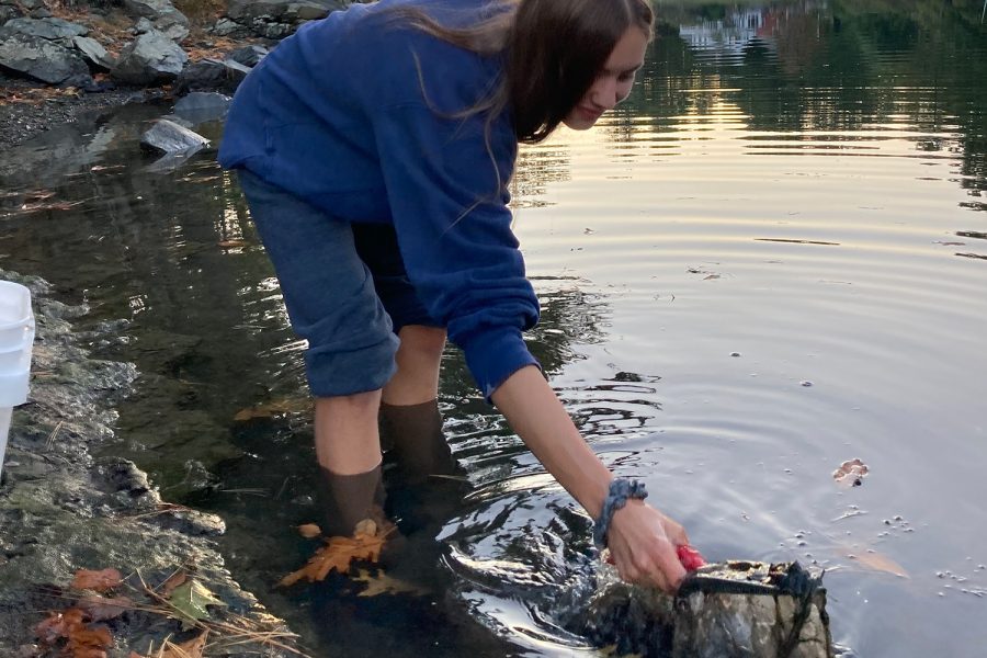 Sophomore Eliza Tiles collects a bucket of mud to later turn into clay. Tiles was able to collect clay for her ceramics class while she was knee deep in an inlet in the middle of Maine. 