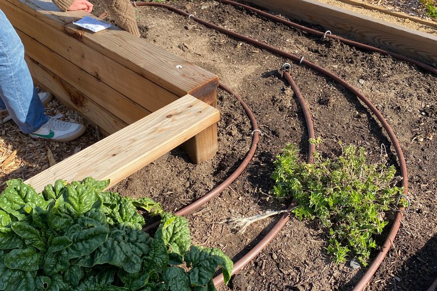 The Archer garden is used by sustainably classes to learn about soil health. One solution to food deserts is local gardens. Community gardens can help build relationships between neighbors, provide healthy foods and improve physical and mental health. 