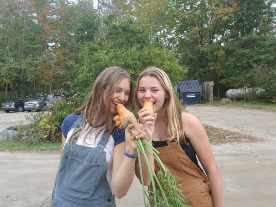 Junior Eliza Tiles and a friend pose with one of the hundreds of carrots they farmed. Farming, hiking and field labs were part of Tiles daily life during her semester abroad in Chewonki, ME