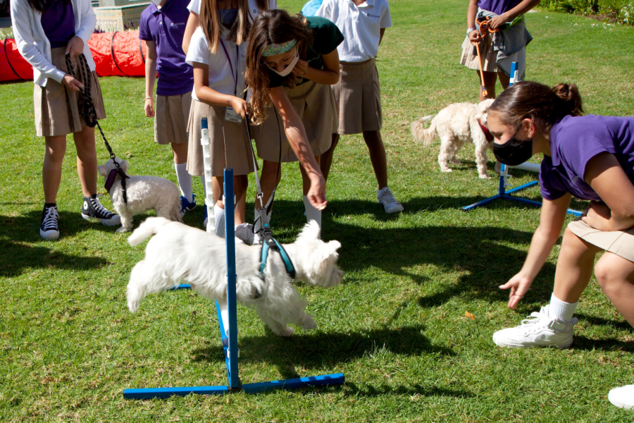 A+group+of+middle+school+students+participate+in+the+PAW-Some+Pup+Run+Club%2C+working+on+dog+agility+and+helping+Boo+go+over+a+hurdle.+%E2%80%9C%5BThe+dogs+have%5D+actually+improved+a+lot%2C%E2%80%9D+sixth+grader+Josephine+Hatton+said.+%E2%80%9CAt+the+beginning%2C+some+of+them+did+not+know+how+to+do+anything+at+all%2C+and+the+students+have+trained+them+to+be+really+attentive+and+do+the+agility+courses.%E2%80%9D