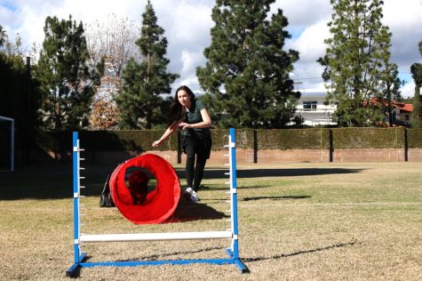 Running swiftly with a treat in her hand, junior Anna Entin leads Associate Head of School Karen Pavliscak’s dog, Mr. Hubble, through the tunnel and jump of the dog agility course in the backfield. Entin has led the dog agility team at Archer since seventh grade.