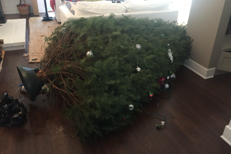 A fallen Christmas tree perfectly represents our departure from the true meaning of the holidays, and instead the overconsumption of material goods society has undertaken. This holiday season I hope you reflect on your own consumption and reduce waste where you can. 