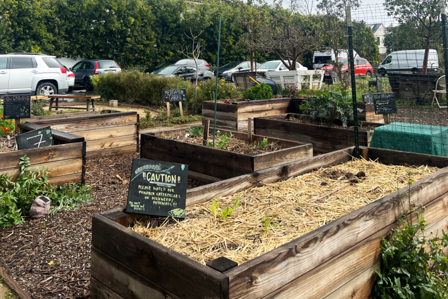 Planter beds are spread throughout the garden. Archer’s garden is as a space for students to get their hands dirty, help lower food waste and relieve anxiety.