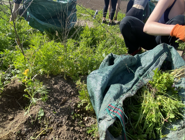 On Friday February 10th, Archer's seniors visited the Ballona Wetlands for their day of service. The day was filled with invasive species, lots of sunscreen, and hats as the temperature soared into the high 70s. 