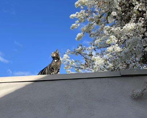 My old outdoor cat, Bertie, explores a rooftop. In the video game “Stray, you play as an adventurous young cat who traverses a post-apocalyptic world to uncover clues and liberate civilizations.