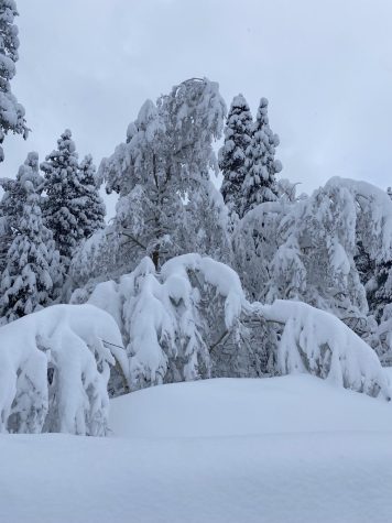 Snow heavily covers trees in Mammoth Lakes, CA. This winter season has seen an increase in harrowing snow storms around the globe as climate change increases the intensity of weather events. The Willow Project will add to climate change and thus weather patterns are only going to get worse.