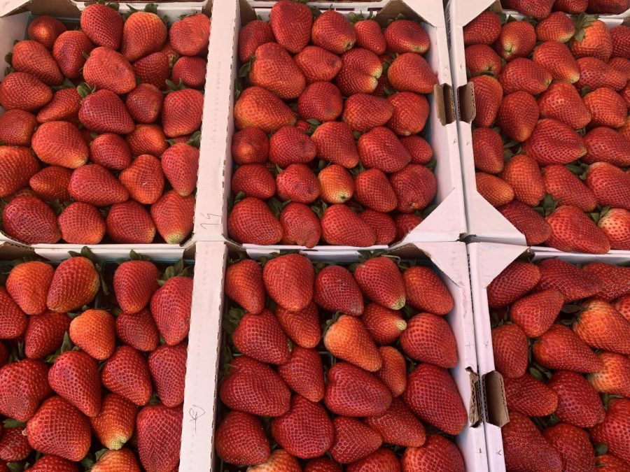 Boxes of ripe strawberries were lined up in this farmers market I visited last summer. farm-to-table culture encourages buying from these markets to support local farming businesses and receive fresher produce.