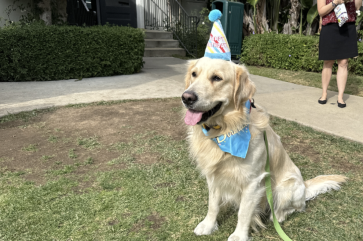 Head+of+School+Elizabeth+Englishs+golden+retriever%2C+Alfie%2C+sits+wearing+his+party+hat+and+bandana.+Alfies+birthday+paw-ty+took+place+Monday%2C+Nov.+13%2C+in+the+courtyard%2C+and+the+Archer+community+celebrated+with+cupcakes%2C+music+and+a+dog+agility+performance.