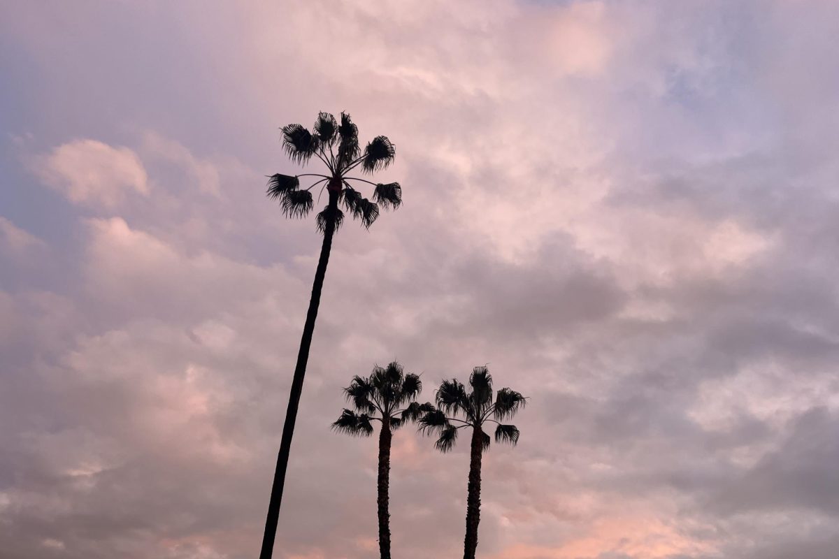 Pink clouds surround three of Archer's palm trees at sunset. Most days as I walk to the bus, I am busy thinking about upcoming assignments. On the few days I choose to look up and admire the world around me, I am reminded of its beauty. This picture was the unexpected product of one such day.