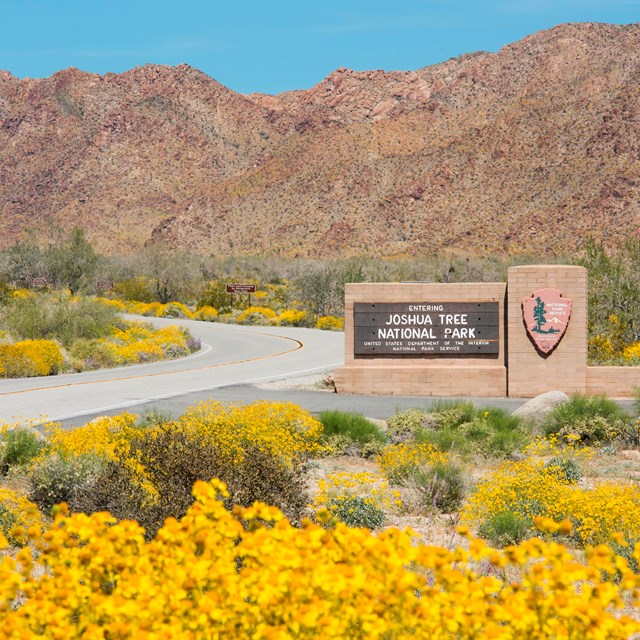 An entrance sign to Joshua Tree National Park stands surrounded by yellow wildflowers. Six employees were fired Feb. 14 by the Department of the Interior, raising concerns over the stability of the park as it heads into one of its busiest seasons of the year. (Photo courtesy of National Park Service)