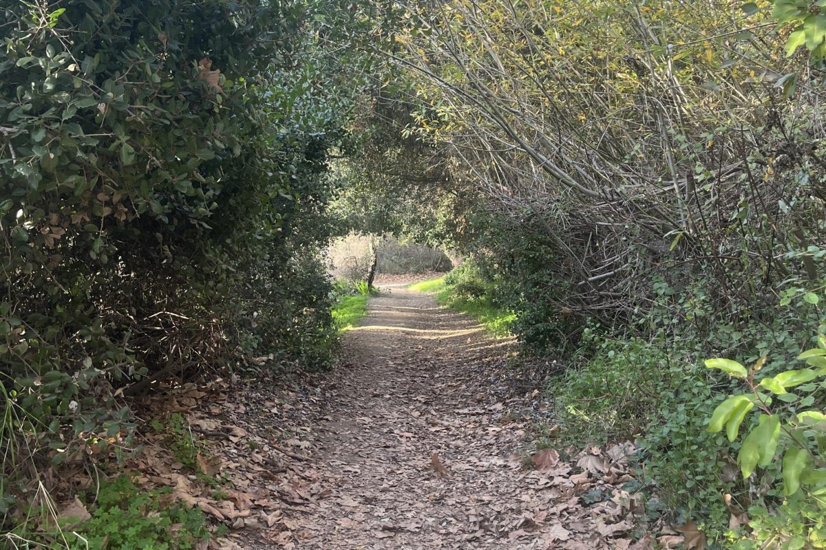 A pathway leads through the plants to the rest of the trail on a hike with my family a few months ago. Among its other benefits, walking can remind you the beauty of the world and break you out of the monotony of everyday life. 