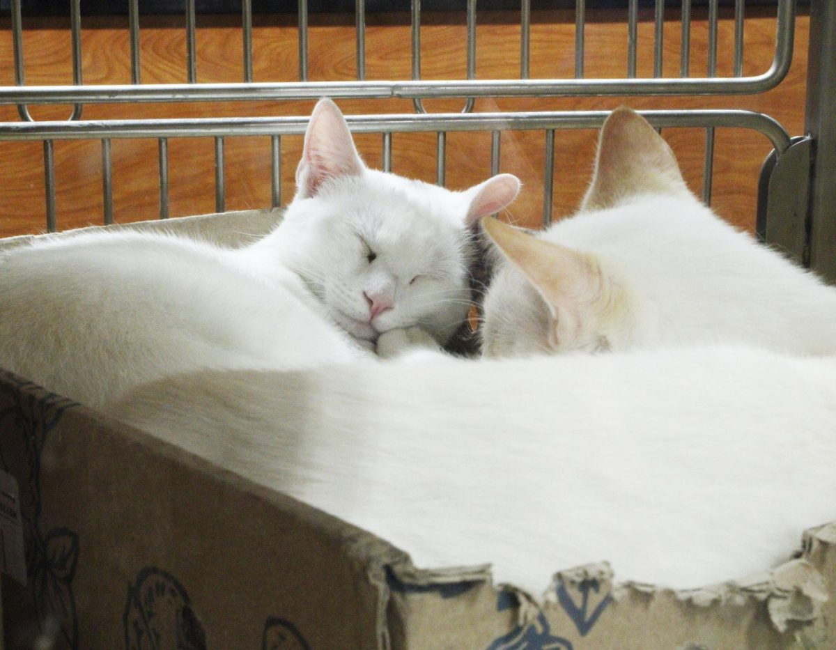 Cats Yuki and Tico sleep side-by-side in their crate. With the help of their adoption parter Stray No More, the pair arrived in the care of a Petsmart shelter and have been with the program for a year now. 
"Some of my friends call them inventory. They have to 'move their inventory.' It absolutely makes me insane because they're not inventory," CEO and Founder or Dawg Sqaud Animal Rescue Carole Pearson said. "They're living beings."