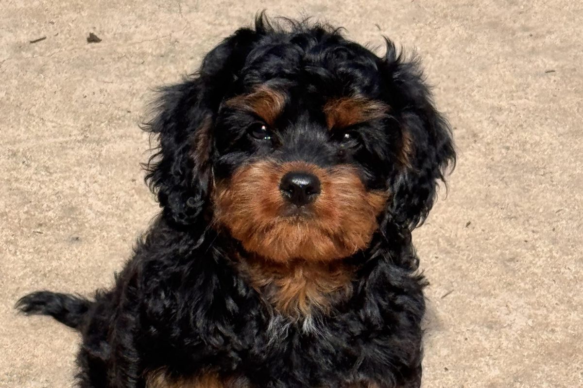 A cavapoo dog sits on the ground. According to dog breeder Patty Murphy, smaller dogs are becoming more popular due to houses becoming smaller and increased air travel. "Breeds that I've seen are Frenchies, Cavapoos, Yorkies are still very popular," Murphy said, "so really those smaller ticket dogs." (Photo courtesy of Patty Murphy)